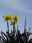 SX03615 Backlit Daffodils against blue sky (Narcissus Obvallaris).jpg